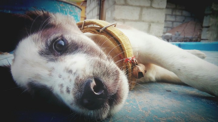 Indian puppy 