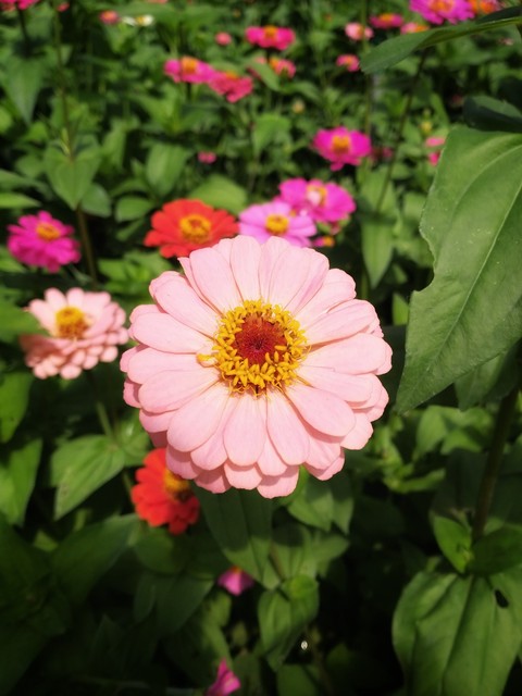 fondos de pantalla pink, gerbera