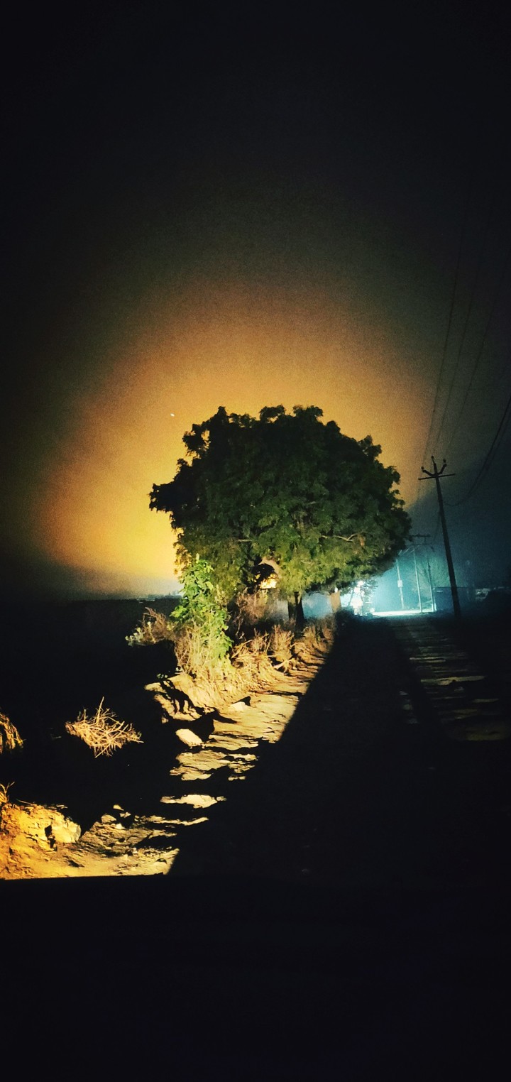 tree