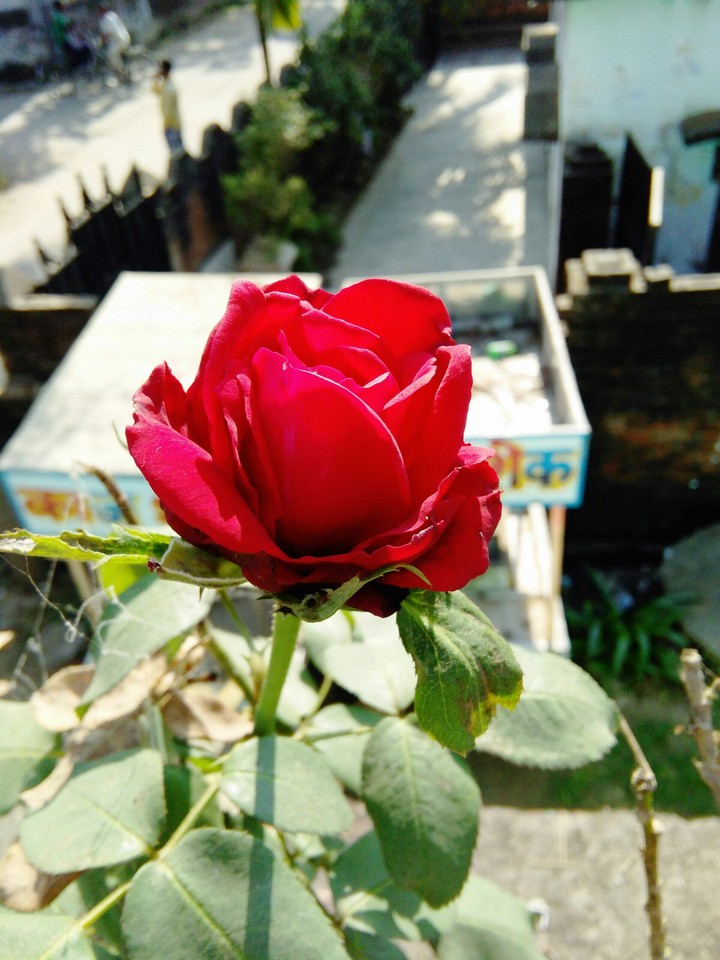 Rose