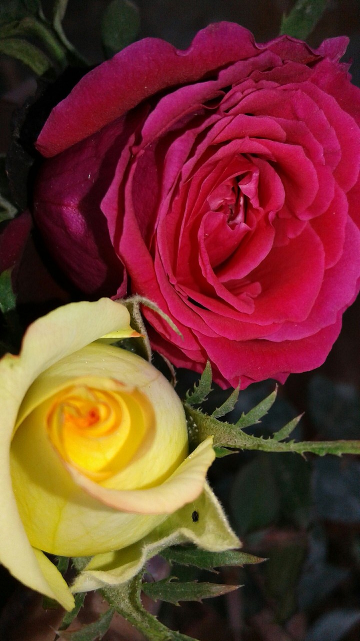 roses of my garden