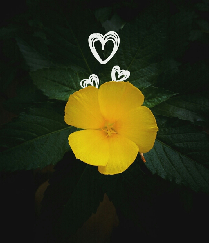 flower
