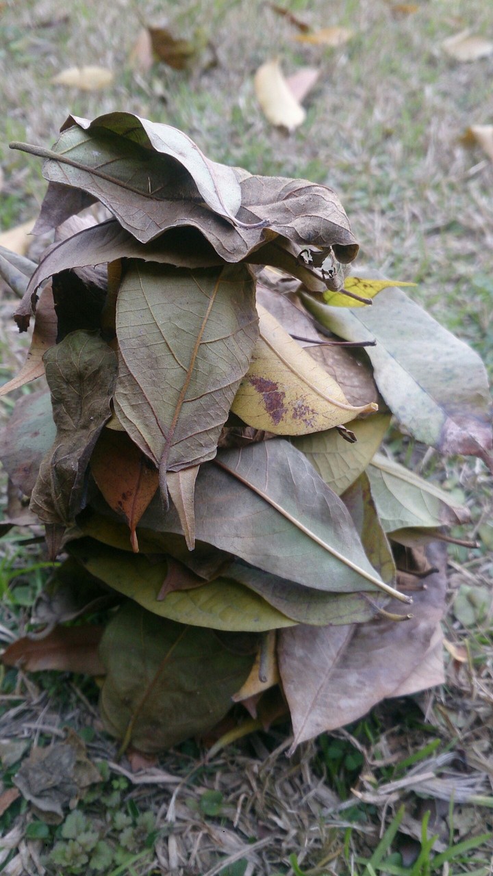 Nature Art