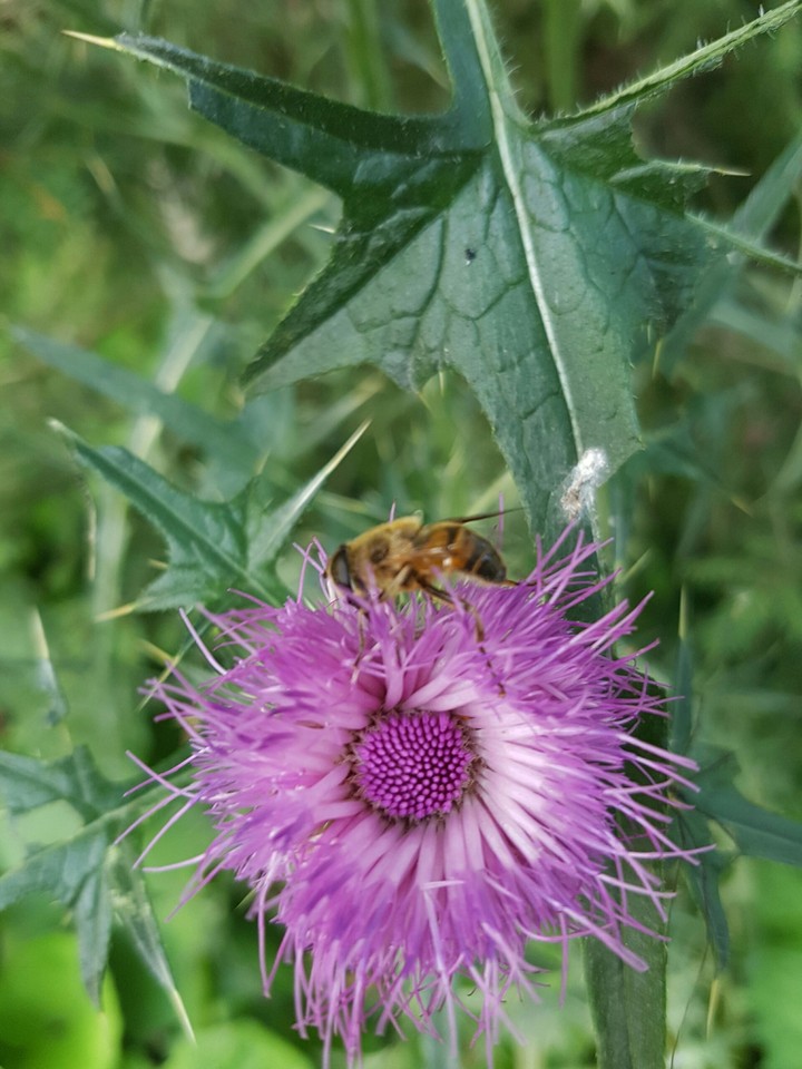 flower bee