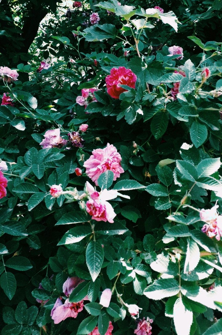 Rose