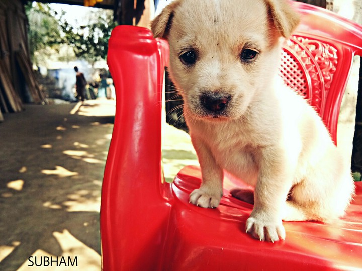 Puppy