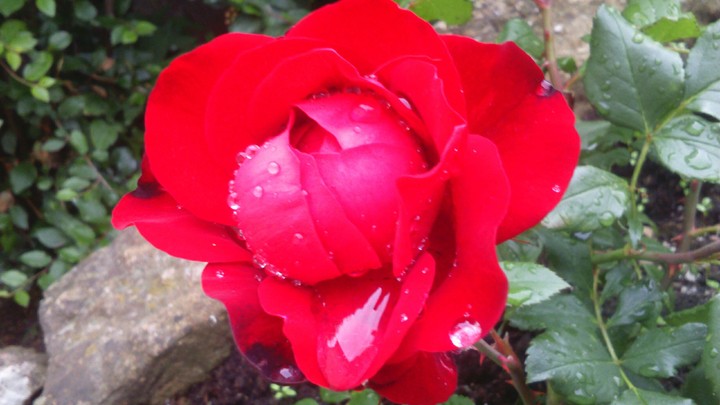 Rose with tears