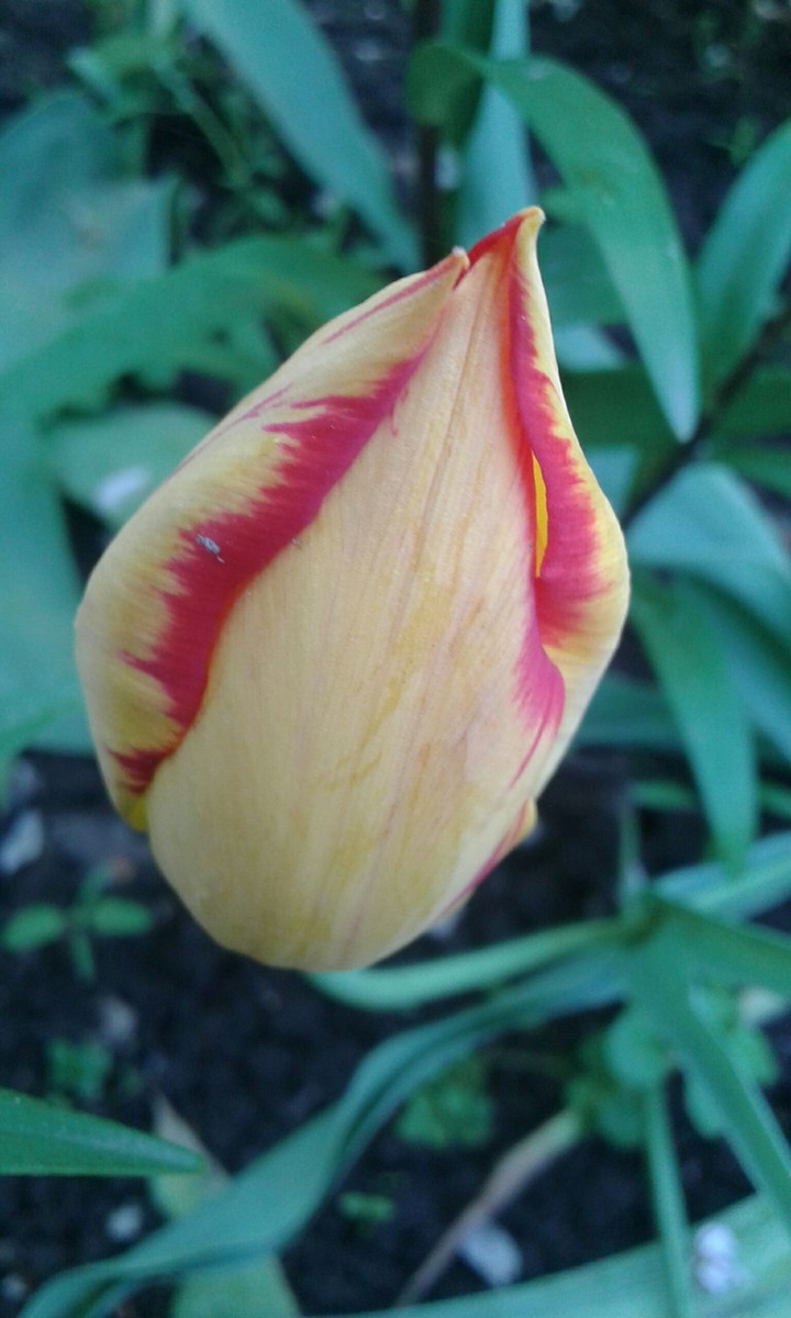 Tulip