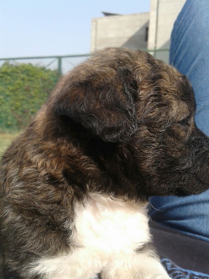 cute dog ......
