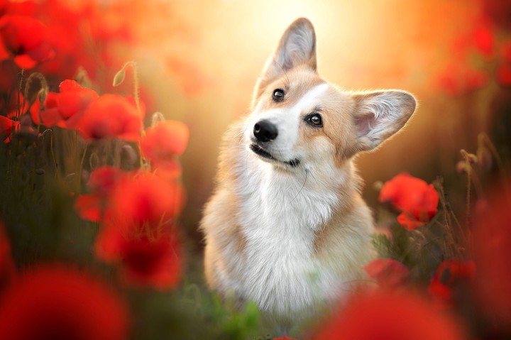 狗