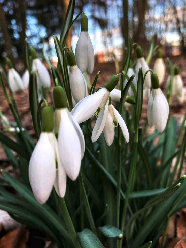 snowdrops