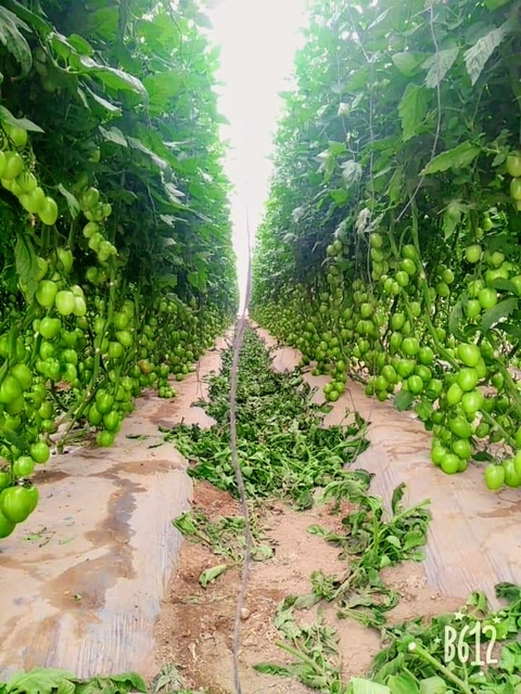 tomatoes crops