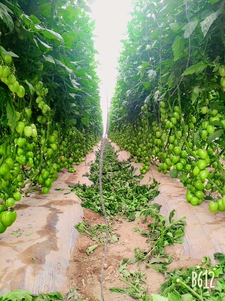 tomatoes crops