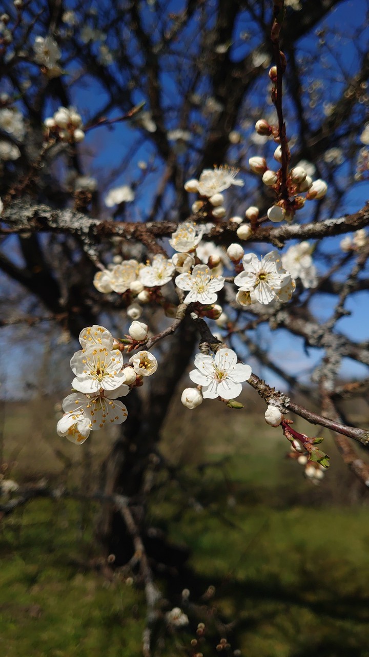 plum blossom