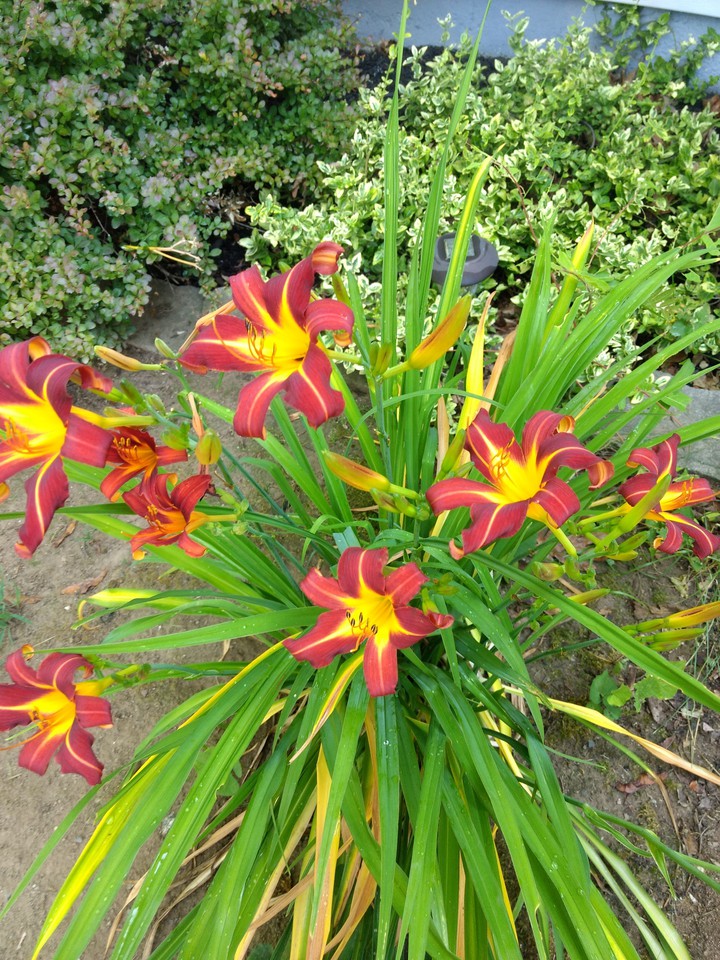 tiger lilies