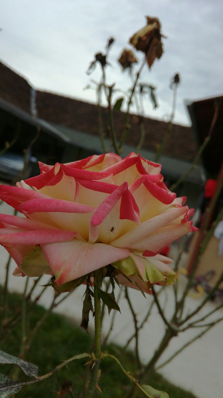 #rose #spider