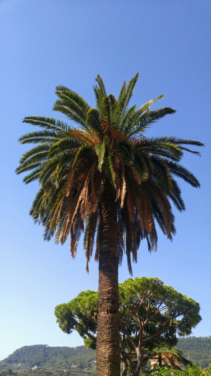 Italian Palm tree