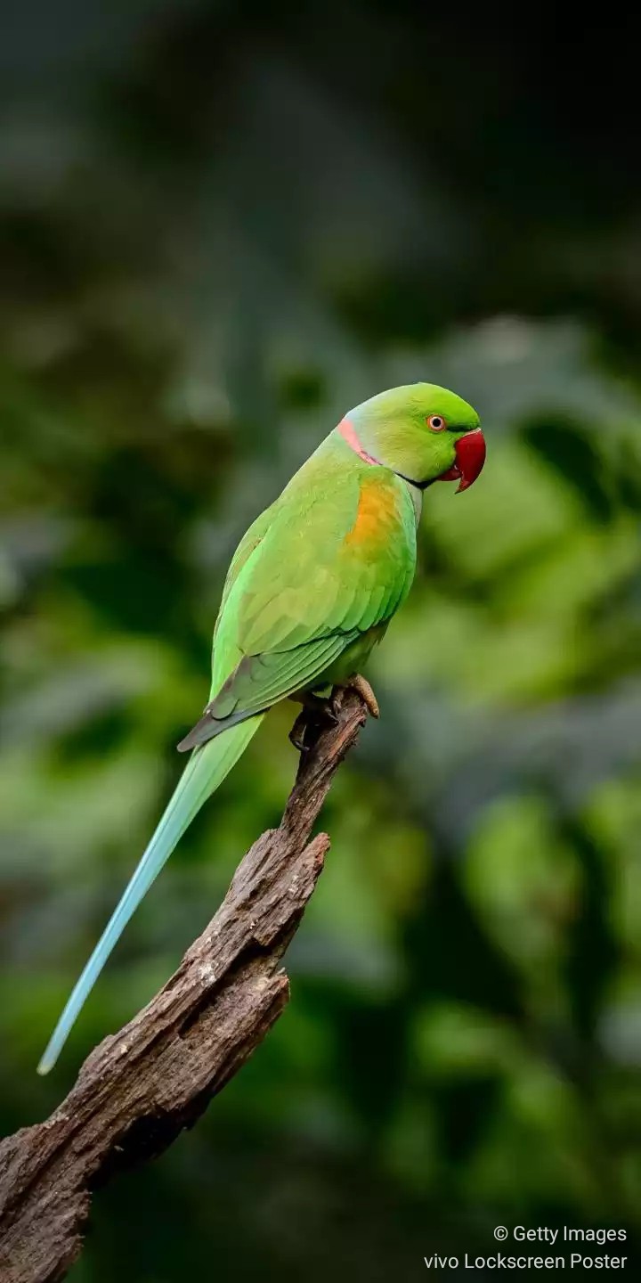 parrot