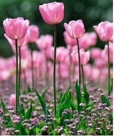 tulipanes