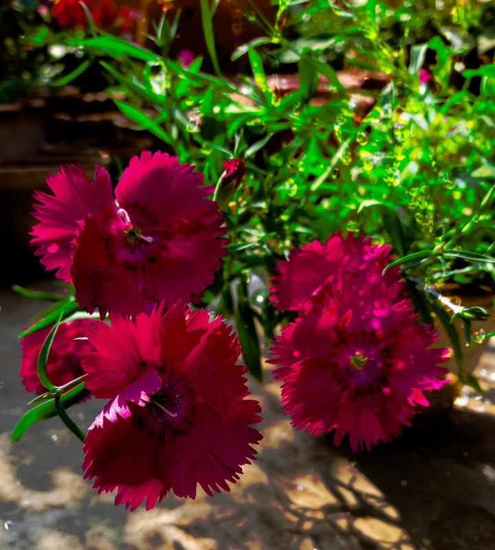 winter flowers