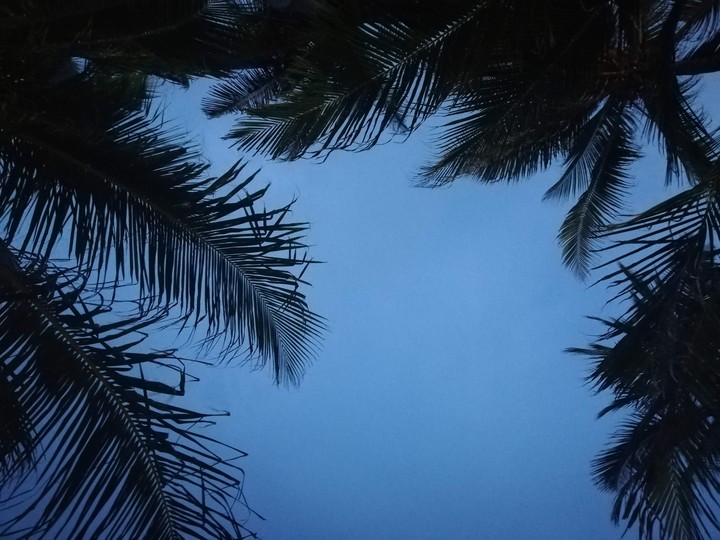 Palmeras