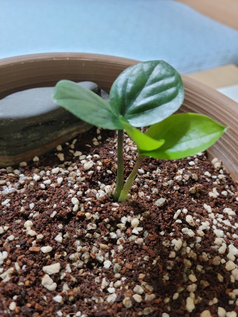 обои houseplant, flowerpot