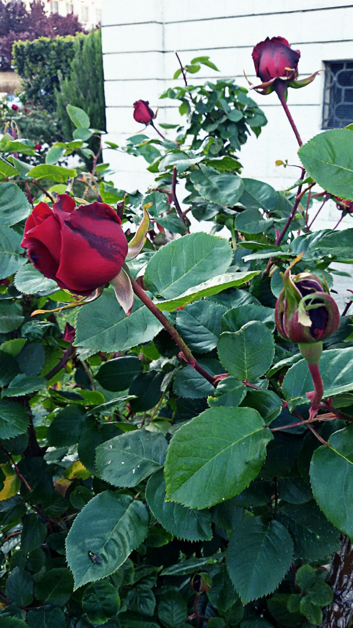roses