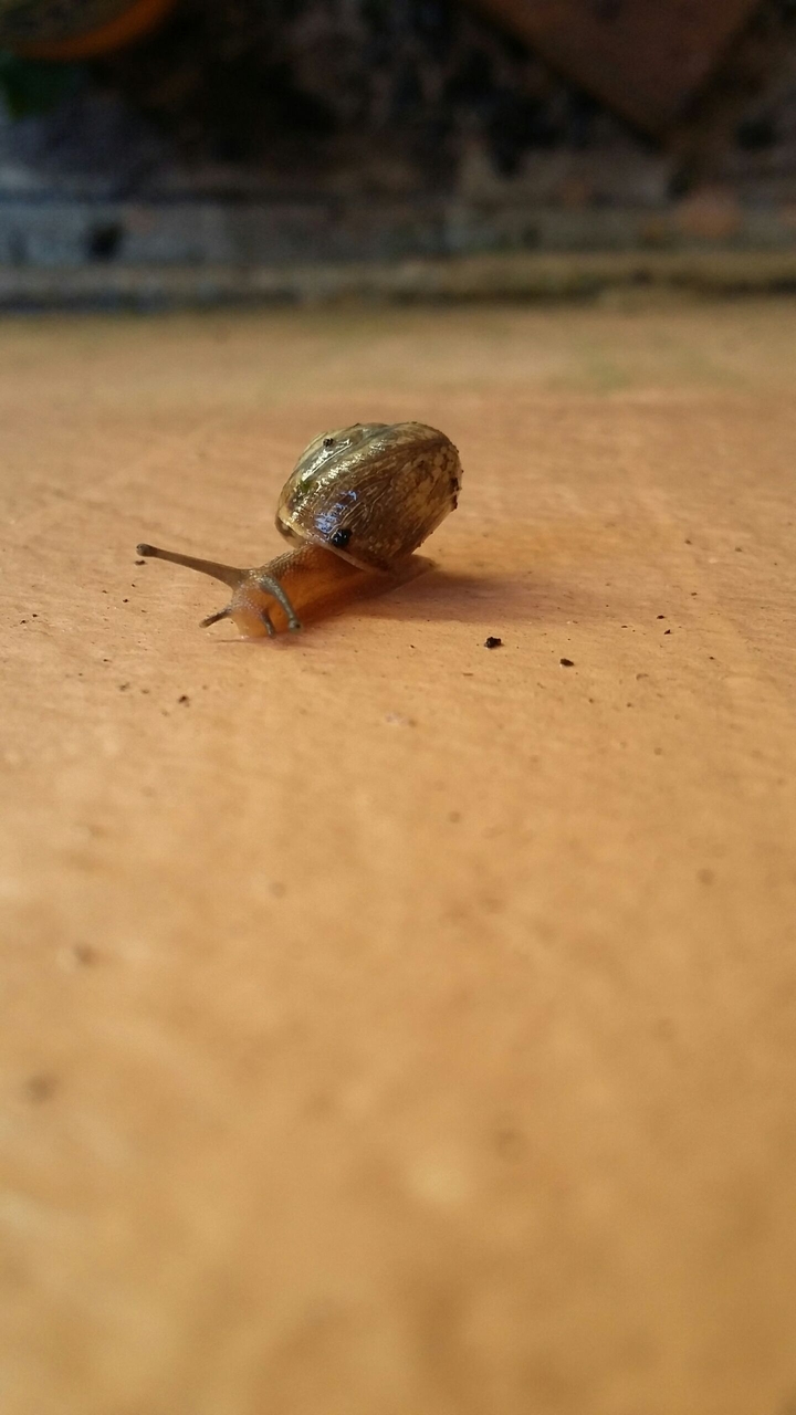 Snail