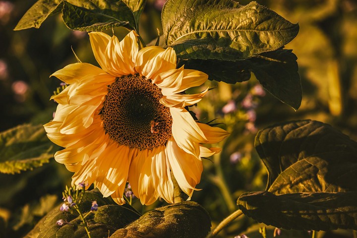 Sunflower plant
