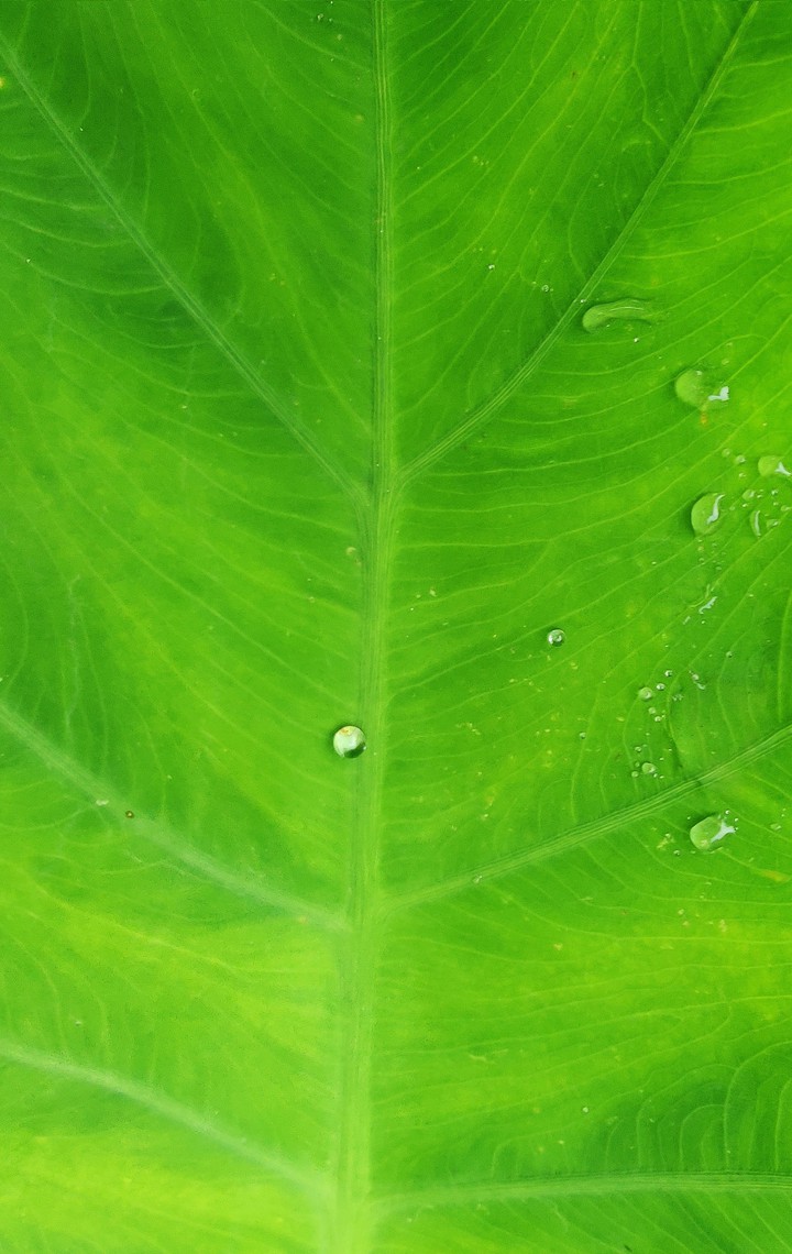 droplets