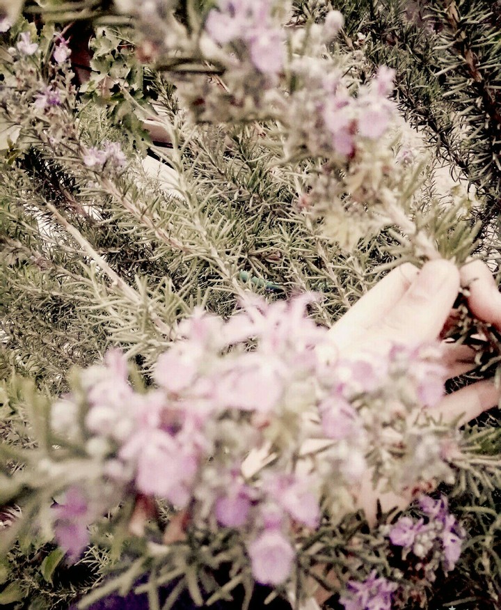 Rosemary