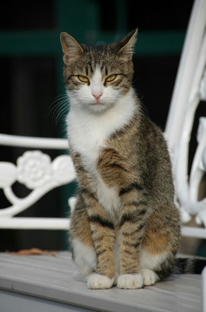 Sweet cat 