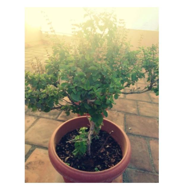 TULSI