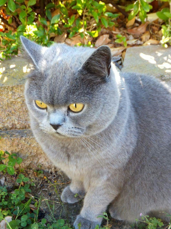 Gus