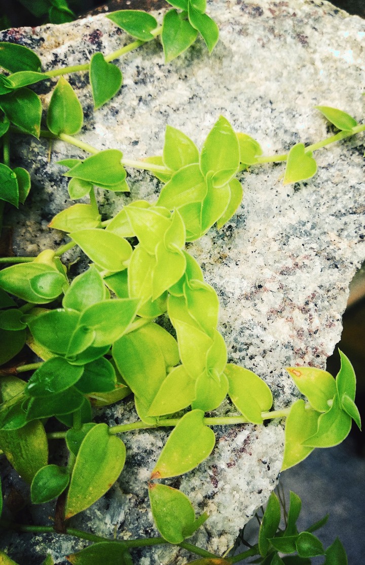 nature leaf