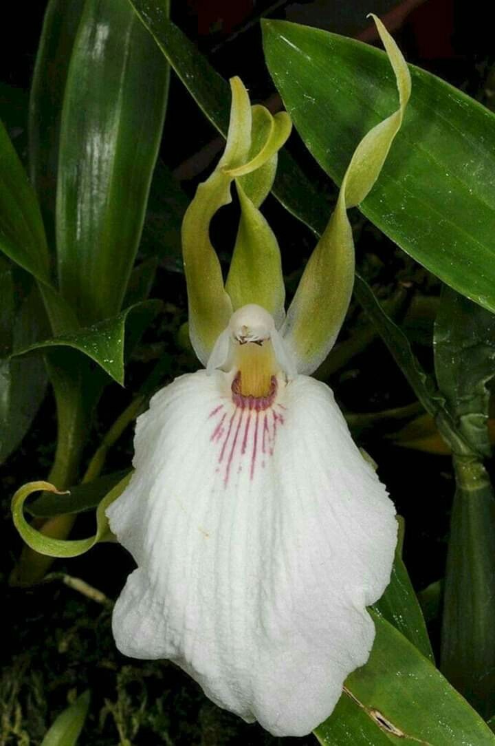 nice