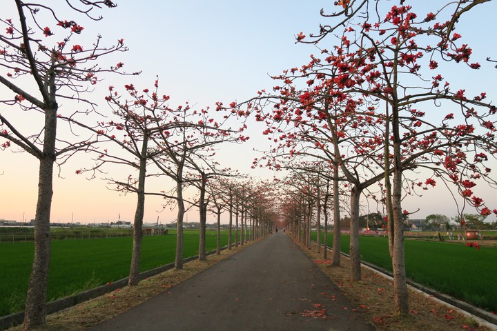 Kapok