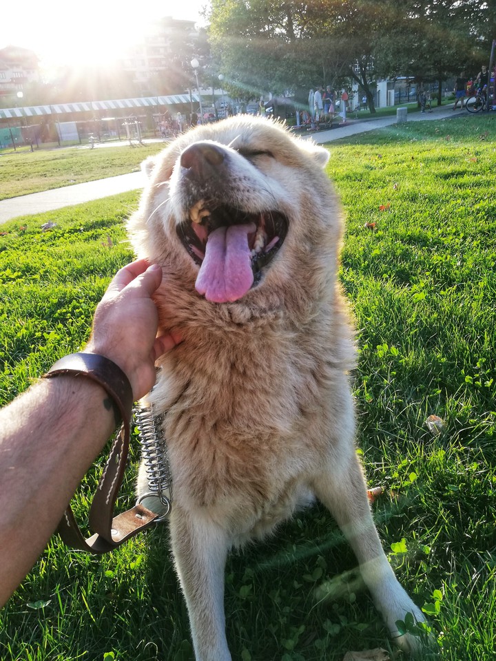 doggy