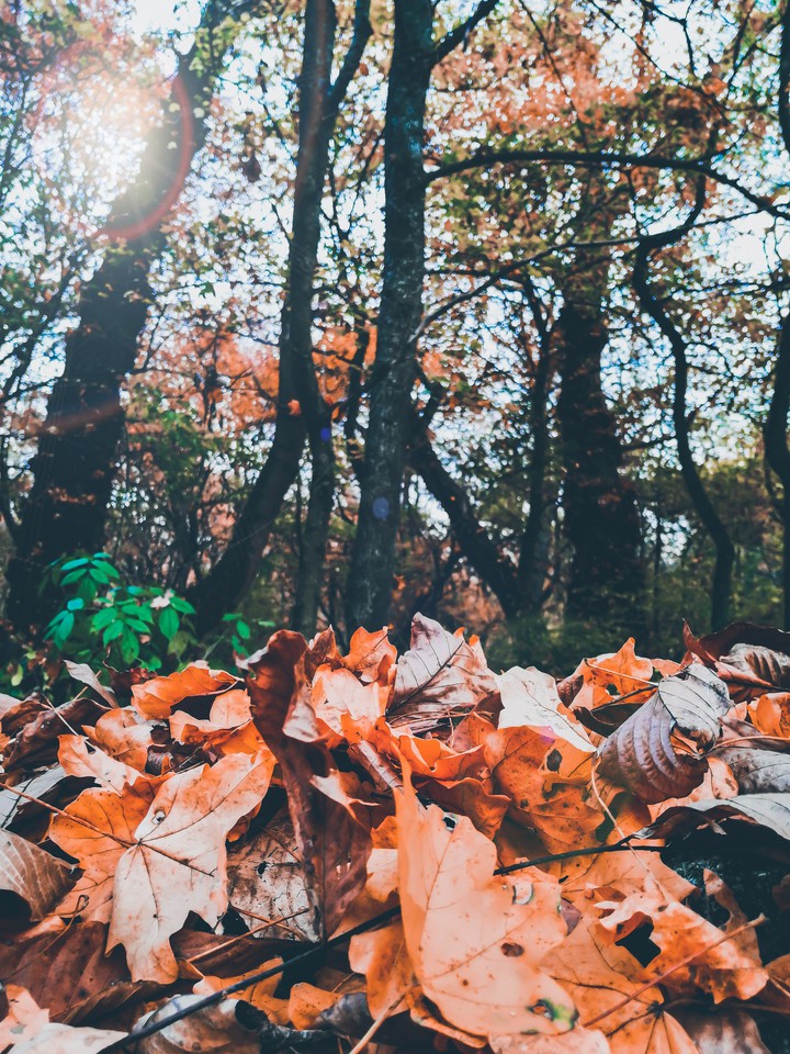 autumn