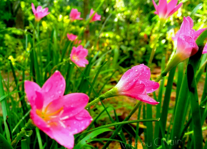 Flower