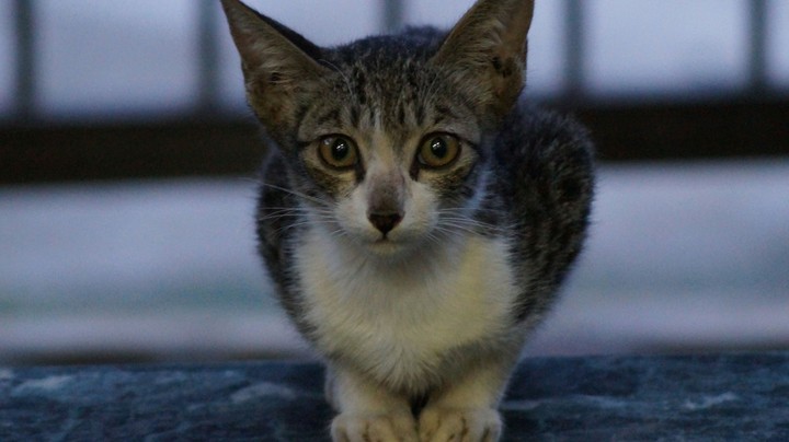 Cat