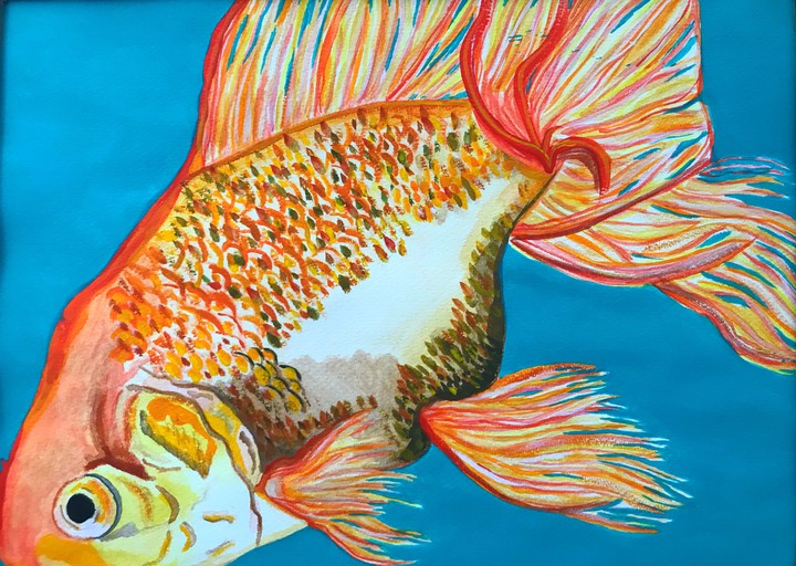fish gold