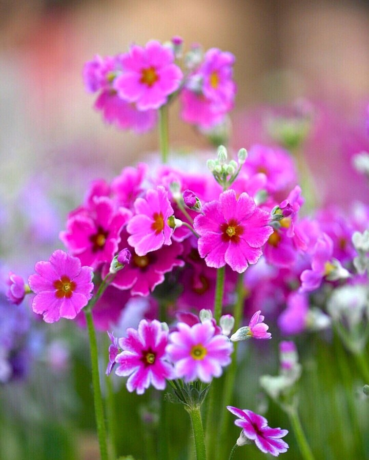 Hot Pink