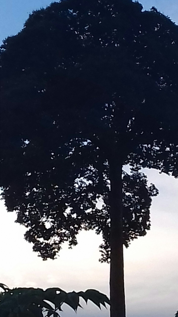 castanheira