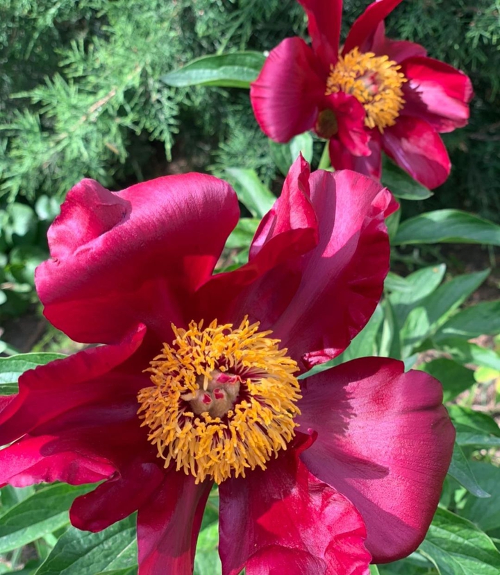 Peonies