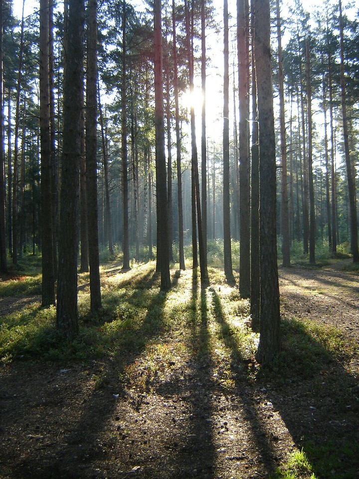 #forest #tree #sunlight
