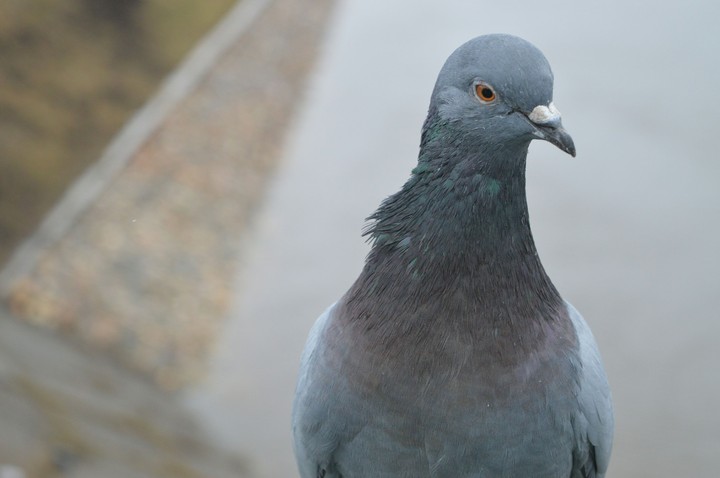 Dove