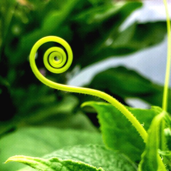 curl