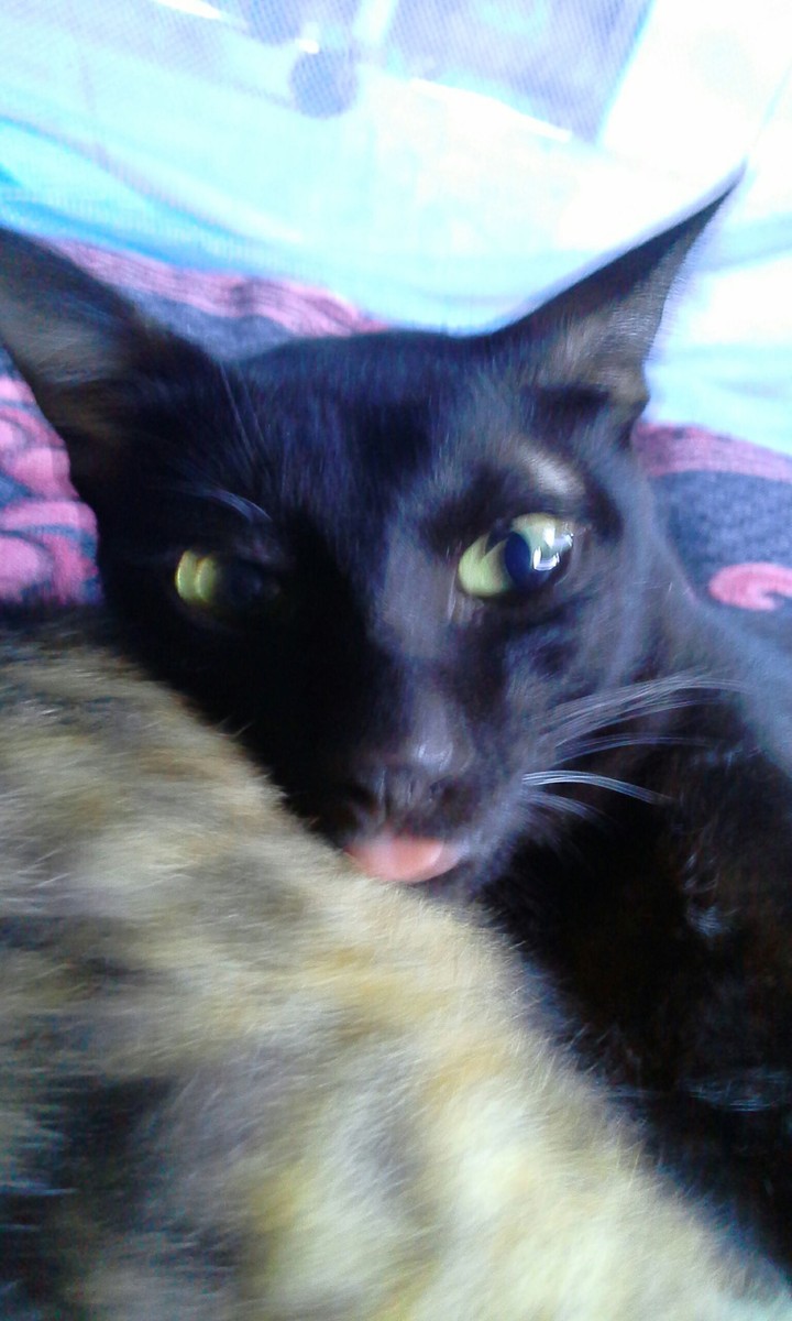 Crazy Cat