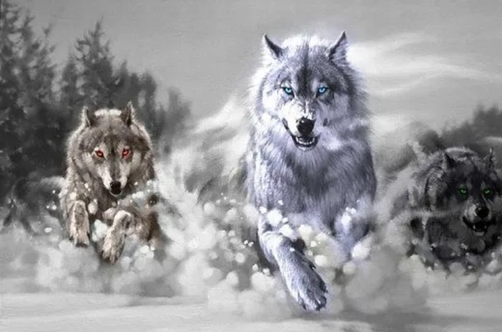 wolf